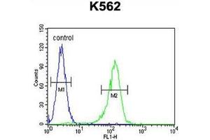 AHCY Antibody (N-term) flow cytometric analysis of K562 cells (right histogram) compared to a negative control cell (left histogram). (AHCY Antikörper  (N-Term))