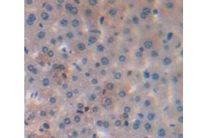 IHC-P analysis of Mouse Tissue, with DAB staining. (Caspase 8 Antikörper  (AA 1-218))