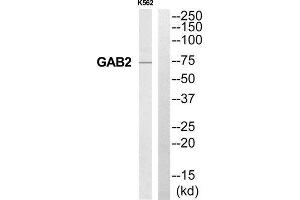 Western Blotting (WB) image for anti-GRB2-Associated Binding Protein 2 (GAB2) (Internal Region) antibody (ABIN1852551) (GAB2 Antikörper  (Internal Region))