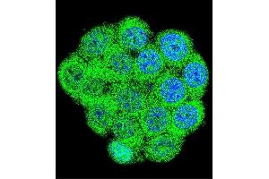 Confocal immunofluorescent analysis of GAL Antibody (Center) (ABIN655055 and ABIN2844684) with 293 cell followed by Alexa Fluor 488-conjugated goat anti-rabbit lgG (green). (GAL Antikörper  (AA 48-79))