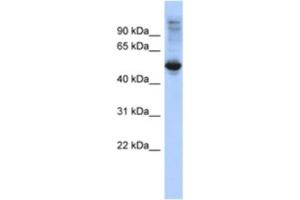 Western Blotting (WB) image for anti-F-Box and Leucine-Rich Repeat Protein 16 (FBXL16) antibody (ABIN2463929) (FBXL16 Antikörper)