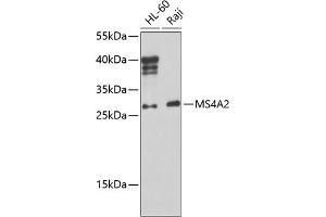 Western blot analysis of extracts of various cell lines, using MS4 Antibody (ABIN6134756, ABIN6144054, ABIN6144055 and ABIN6224638) at 1:1000 dilution. (MS4A2 Antikörper  (AA 1-100))