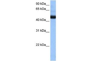 PIGK antibody used at 0.