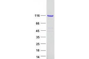 Validation with Western Blot (MAPK8IP1 Protein (Myc-DYKDDDDK Tag))
