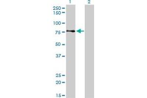 Western Blotting (WB) image for anti-A Kinase (PRKA) Anchor Protein 8 (AKAP8) (AA 551-663) antibody (ABIN599126) (AKAP8 Antikörper  (AA 551-663))