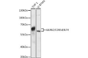 Western Blotting (WB) image for anti-Leukocyte Immunoglobulin-Like Receptor, Subfamily B (With TM and ITIM Domains), Member 2 (LILRB2) (AA 479-598) antibody (ABIN6143218)