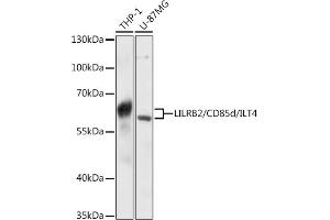 Western blot analysis of extracts of various cell lines, using LILRB2/CD85d/ILT4 antibody (ABIN6131862, ABIN6143218, ABIN6143220 and ABIN6215744) at 1:3000 dilution.