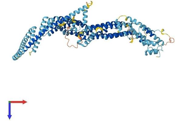 COG7 Protein (AA 1-770) (His tag)