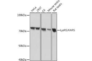 Western blot analysis of extracts of various cell lines, using LysRS/KARS Rabbit mAb (ABIN7268350) at 1:1000 dilution. (KARS Antikörper)
