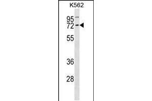 Western blot analysis in K562 cell line lysates (35ug/lane). (Cyclin K Antikörper  (N-Term))