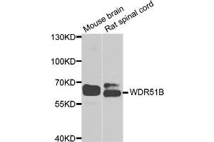 Western blot analysis of extracts of mouse brain and rat spinal cord  cell lines, using WDR51B( POC1B ) antibody. (POC1B Antikörper)