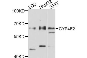 Western blot analysis of extracts of various cell lines, using CYP4F2 antibody (ABIN6003826) at 1/1000 dilution.