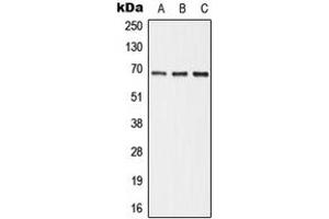 Western blot analysis of ALPI expression in HepG2 (A), Raw264. (Intestinal Alkaline Phosphatase Antikörper  (Center))