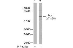 Image no. 2 for anti-Myc Proto-Oncogene protein (MYC) (pThr58) antibody (ABIN196672) (c-MYC Antikörper  (pThr58))