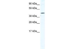 WB Suggested Anti-TTC19 Antibody Titration:  1. (TTC19 Antikörper  (N-Term))