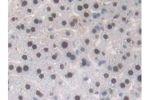 Detection of TALDO1 in Mouse Liver Tissue using Polyclonal Antibody to Transaldolase (TALDO1) (TALDO1 Antikörper  (AA 35-285))