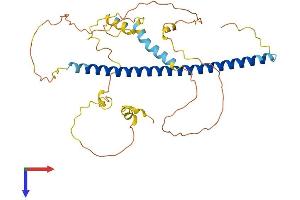 C-JUN Protein (AA 1-334) (His tag)