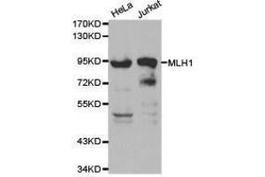 Western Blotting (WB) image for anti-MutL Homolog 1 (MLH1) antibody (ABIN1873703) (MLH1 Antikörper)