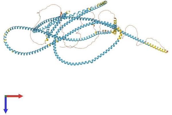 SFI1 Protein (AA 1-1216) (His tag)