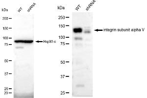 Western blotting analysis using integrin subunit alpha V antibody (ABIN7799062). (Rekombinanter CD51 Antikörper)