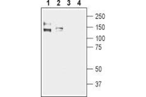 Western Blotting (WB) image for anti-Potassium Large Conductance Calcium-Activated Channel, Subfamily M, alpha Member 1 (KCNMA1) (AA 1097-1196), (Intracellular) antibody (ABIN7043492)