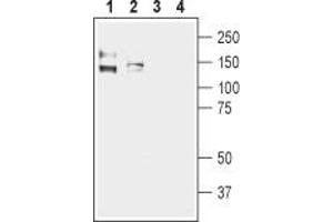 Western blot analysis of human Colo205 colon adenocarcinoma (lanes 1 and 3) and human Caco-2 colon adenocarcinoma cell lysates (lanes 2 and 4): - 1,2.