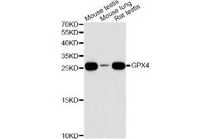 Western blot analysis of extracts of various cell lines, using GPX4 antibody (ABIN6294188) at 1:1000 dilution. (GPX4 Antikörper)