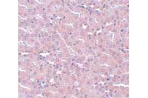 Immunohistochemical staining of mouse kidney tissue with 5 ug/mL FRMPD2 polyclonal antibody . (FRMPD2 Antikörper  (N-Term))