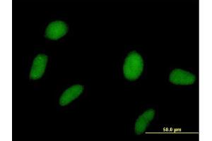 Immunofluorescence of purified MaxPab antibody to SPOP on HeLa cell. (SPOP-B Antikörper  (AA 1-374))