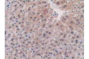 IHC-P analysis of Mouse Liver Tissue, with DAB staining. (Fibrillin 1 Antikörper  (AA 957-1143))