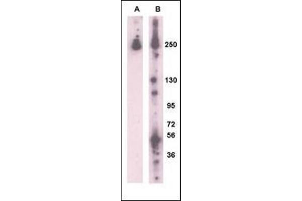 LRRK2 anticorps  (AA 931-962)