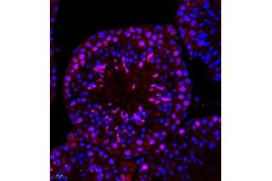 Immunofluorescence of paraffin embedded mouse testis using ptgds (ABIN7075207) at dilution of 1:1700 (400x lens)