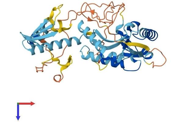 ASCC1 Protein (AA 1-400) (His tag)