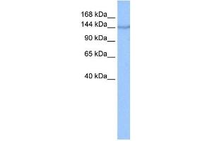 COPA antibody used at 0. (COPA Antikörper  (N-Term))
