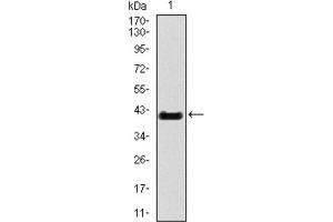 Western blot analysis using T antibody against HEK293 (1) and T (AA: 218-352) -hIgGFc transfected HEK293 (2) cell lysate. (T Antigen (AA 218-352) Antikörper)