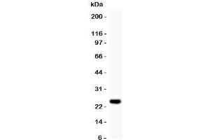 Western blot testing of Cyclin D3 antibody and recombinant human protein (0. (Cyclin D3 Antikörper  (AA 136-292))
