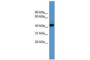 ADORA1 antibody used at 0. (ADORA1 Antikörper  (C-Term))