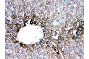 IHC testing of FFPE mouse liver with CYP1A2 antibody. (CYP1A2 Antikörper  (AA 185-320))