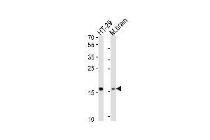 Western blot analysis of lysates from HT-29 cell line, mouse brain tissue lysate (from left to right), using TME Antibody (N-term) (ABIN6244197 and ABIN6577826). (TMEM160 Antikörper  (N-Term))