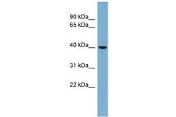 VPS37C antibody  (AA 35-84)
