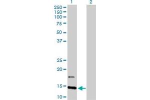 Western Blot analysis of IFITM2 expression in transfected 293T cell line by IFITM2 MaxPab polyclonal antibody.