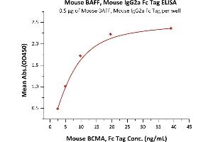 Immobilized Mouse BAFF, Mouse IgG2a Fc Tag (ABIN5954906,ABIN6253646) at 5 μg/mL (100 μL/well) can bind Mouse BCMA, Fc Tag (ABIN5674646,ABIN6253667) with a linear range of 2-10 ng/mL (QC tested). (BAFF Protein (AA 127-309) (Fc Tag))