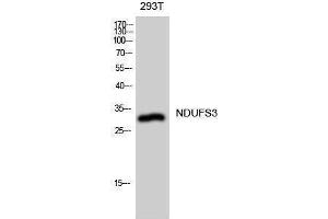 Western Blotting (WB) image for anti-NADH Dehydrogenase (Ubiquinone) Fe-S Protein 3, 30kDa (NADH-Coenzyme Q Reductase) (NDUFS3) (Internal Region) antibody (ABIN3185803) (NDUFS3 Antikörper  (Internal Region))