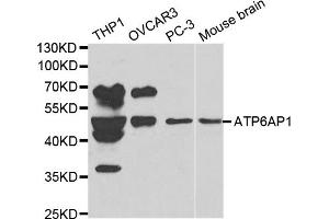 Western blot analysis of extracts of various cell lines, using ATP6AP1 antibody (ABIN5970551) at 1/1000 dilution. (ATP6AP1 Antikörper)
