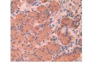 DAB staining on IHC-P Samples:Human Stomach Tissue (APOA5 Antikörper  (AA 167-335))