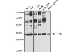 Western blot analysis of extracts of various cell lines, using SET/T antibody (ABIN6131351, ABIN6147629, ABIN6147632 and ABIN6216153) at 1:1000 dilution. (SET/TAF-I Antikörper  (AA 146-277))