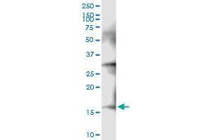 Western Blotting (WB) image for NDUFA13 (Human) IP-WB Antibody Pair (ABIN1343299)