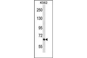 Western blot analysis of KCND2 Antibody (N-term) in K562 cell line lysates (35ug/lane). (KCND2 Antikörper  (N-Term))