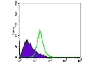 FC analysis of PC-3 cells using anti-NKX3A antibody (green) and negative control (purple). (NKX3-1 Antikörper)