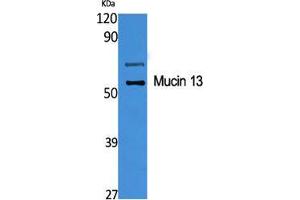 Western Blot (WB) analysis of specific cells using Mucin 13 Polyclonal Antibody. (MUC13 Antikörper  (C-Term))